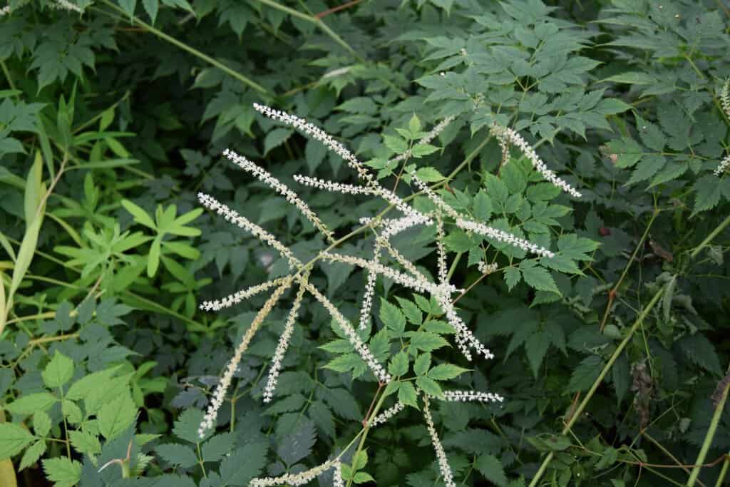 Aruncus 'Horatio' ---